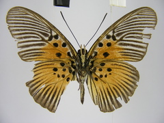 Pseudacraea rubrobasalis