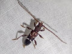 Ectosticta cleroides