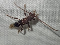 Ectosticta cleroides