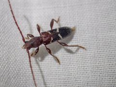 Ectosticta cleroides