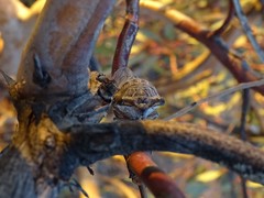 Burbunga hillieri