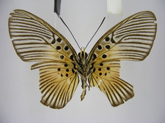 Pseudacraea rubrobasalis