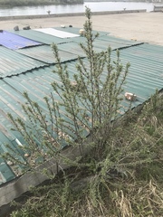 Hippophae rhamnoides