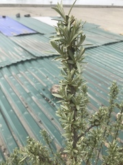 Hippophae rhamnoides