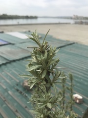 Hippophae rhamnoides