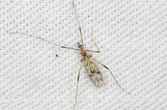 Erioptera amabilis