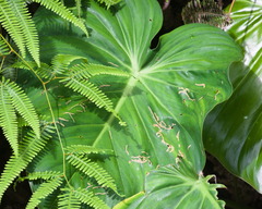 Philodendron pastazanum, photograph (c) Mike Ostrowski, some rights reserved (CC BY-SA)