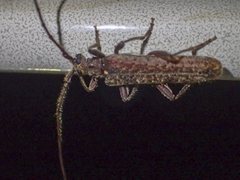Phlyctaenodes pustulata