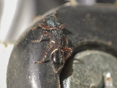 Tarsostenodes simulator