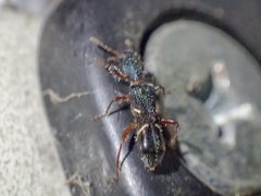 Tarsostenodes simulator
