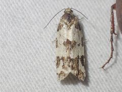 Subfurcatana schematica