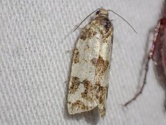 Subfurcatana schematica