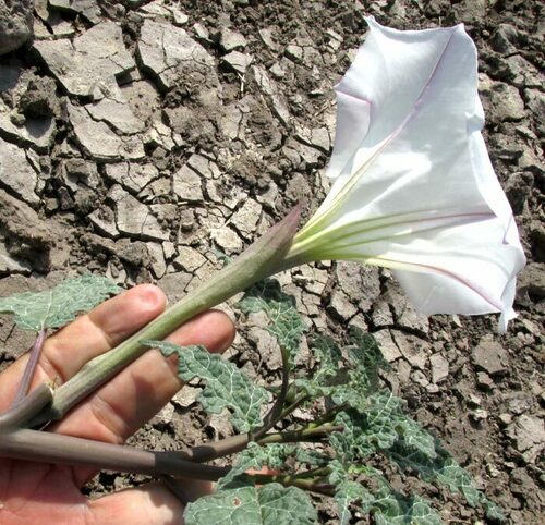 Latin thorn-apple (Datura ceratocaula)