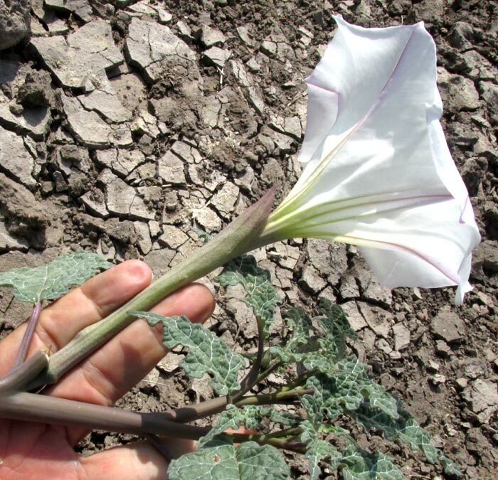 Latin Thorn-Apple (Datura ceratocaula)