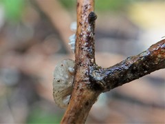 Hohenbuehelia cyphelliformis