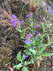 Penstemon pruinosus
