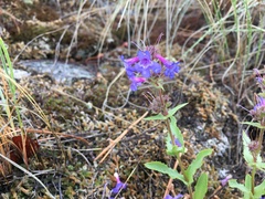 Penstemon pruinosus