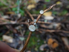 Hohenbuehelia cyphelliformis