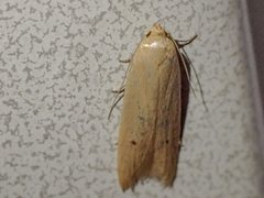 Platoloncha psamathina