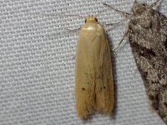 Platoloncha psamathina