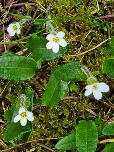 Image of Saxifraga androsacea by no rights reserved