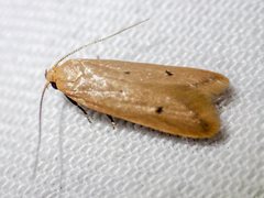 Platoloncha psamathina