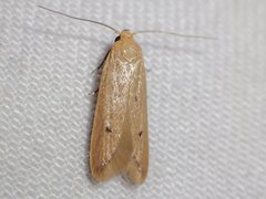 Platoloncha psamathina