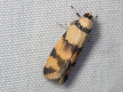 Saphezona pholidoxantha