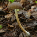 Entoloma procerum - Photo (c) Steve Reekie, some rights reserved (CC BY-NC), uploaded by Steve Reekie