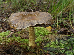 Cortinarius cuphomorphus