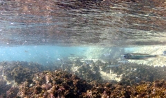 Atherinomorus vaigiensis