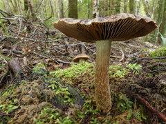 Cortinarius cuphomorphus