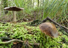 Cortinarius cuphomorphus