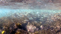 Atherinomorus vaigiensis