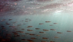 Atherinomorus vaigiensis