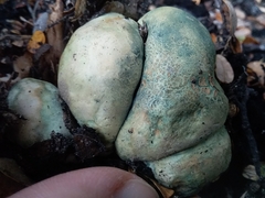 Rossbeevera pachydermis