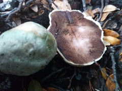 Rossbeevera pachydermis