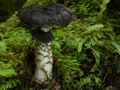 Amanita nigrescens