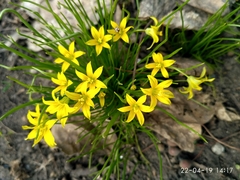 Gagea minima