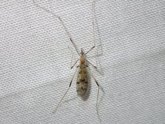 Erioptera amabilis