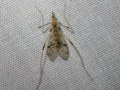 Erioptera amabilis