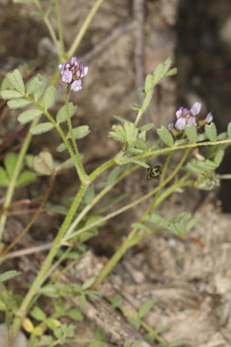 Image of Astragalus gambelianus by (c) Steve Matson, some rights reserved (CC BY)