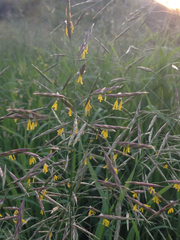 Bromus sitchensis