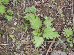 Ranunculus oxyspermus
