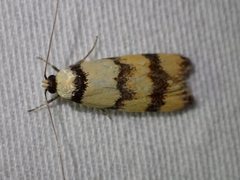 Saphezona pholidoxantha