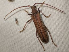 Phlyctaenodes pustulata
