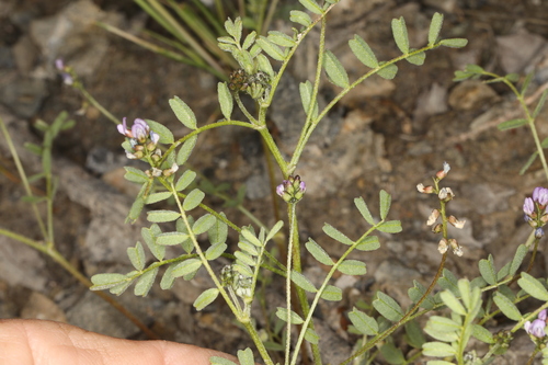 Image of Astragalus gambelianus by (c) Steve Matson, some rights reserved (CC BY)