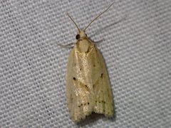 Clepsis therina