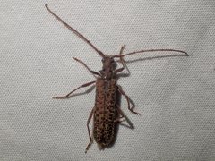 Phlyctaenodes pustulata