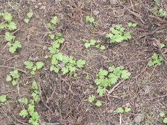 Ranunculus oxyspermus